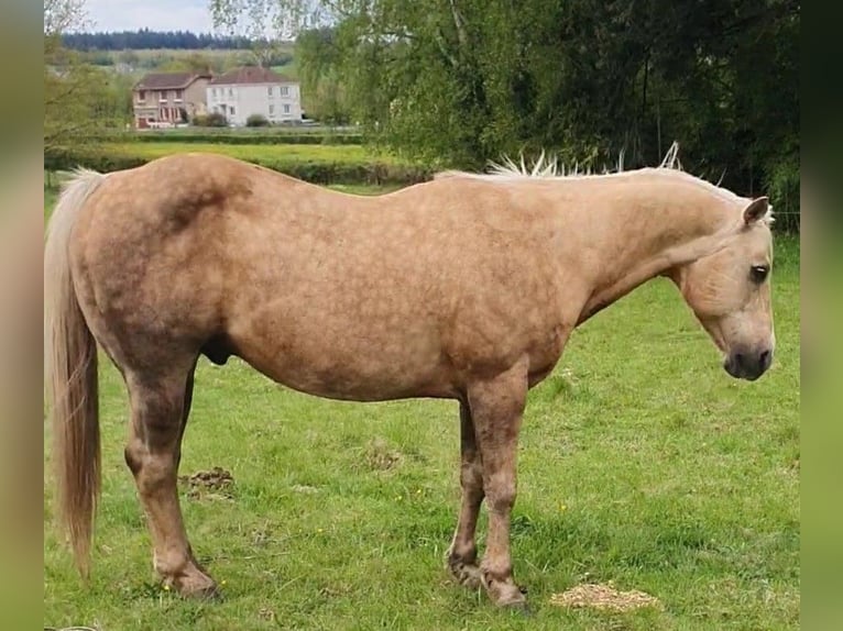 American Paint Horse Ogier 1 Rok 150 cm Cremello in yzeure
