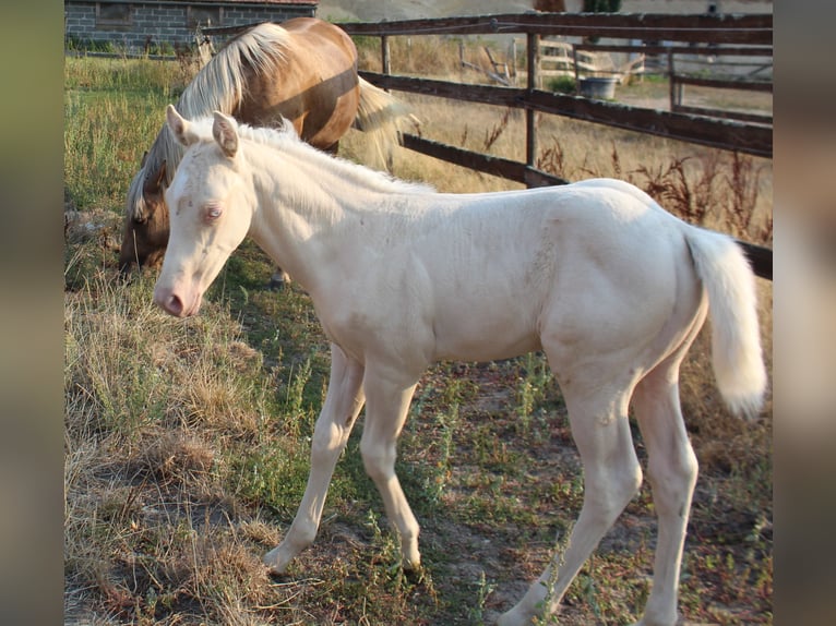 American Paint Horse Ogier 1 Rok 150 cm Cremello in yzeure