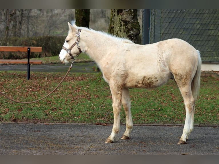 American Paint Horse Ogier 1 Rok 150 cm Izabelowata in Hellenthal