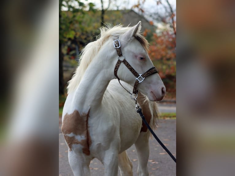 American Paint Horse Ogier 1 Rok 150 cm Overo wszelkich maści in Hellenthal