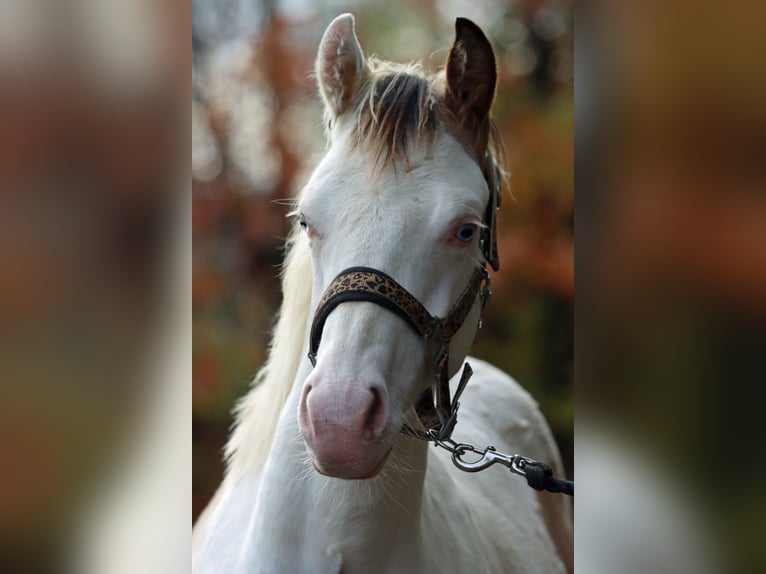 American Paint Horse Ogier 1 Rok 150 cm Overo wszelkich maści in Hellenthal