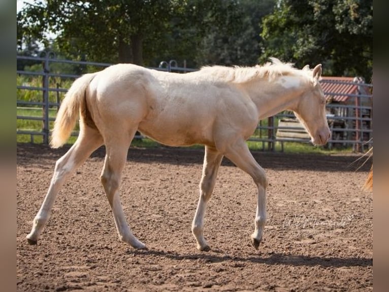 American Paint Horse Ogier 1 Rok 150 cm Perlino in Mansfeld