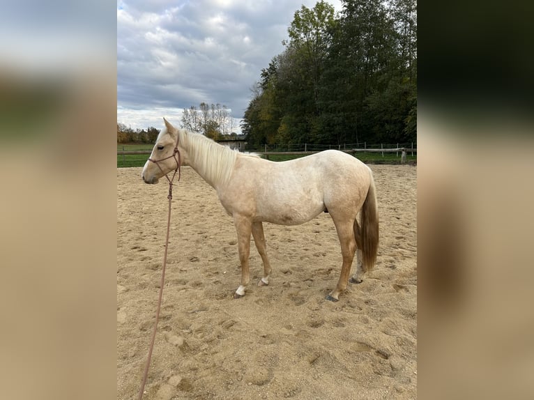 American Paint Horse Ogier 1 Rok 152 cm Izabelowata in Rottenbach