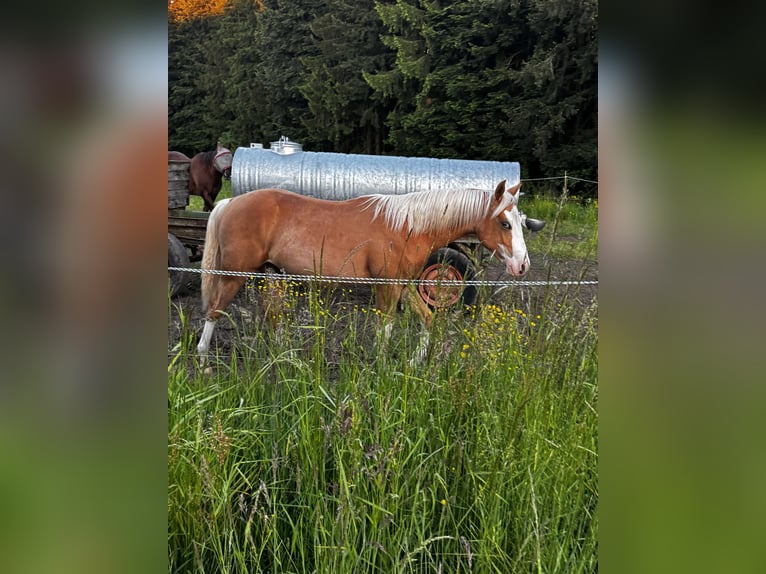 American Paint Horse Ogier 1 Rok 152 cm Izabelowata in Gschwend