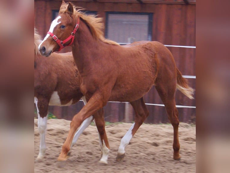 American Paint Horse Ogier 1 Rok 152 cm Kasztanowata in Velpke