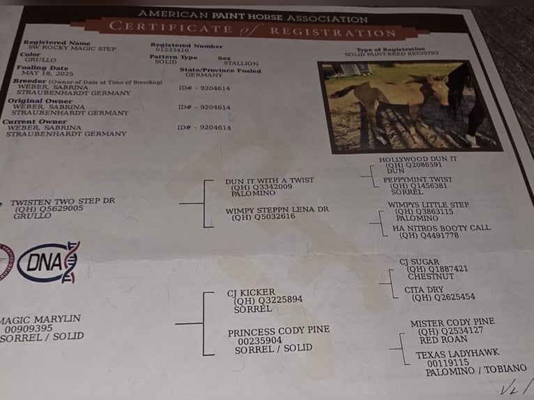 American Paint Horse Ogier 1 Rok 152 cm  in Straubenhardt