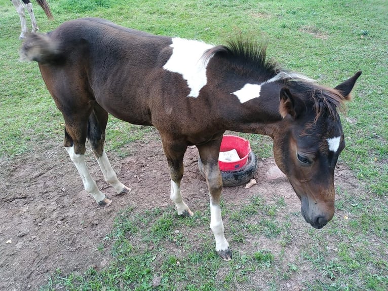 American Paint Horse Ogier 1 Rok 152 cm Srokata in Kehl