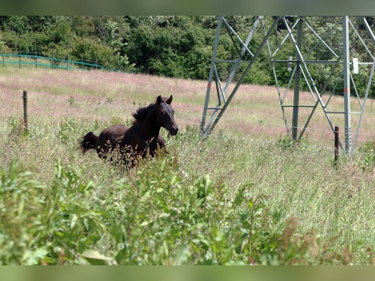 American Paint Horse Ogier 1 Rok 152 cm Tobiano wszelkich maści in Hellenthal