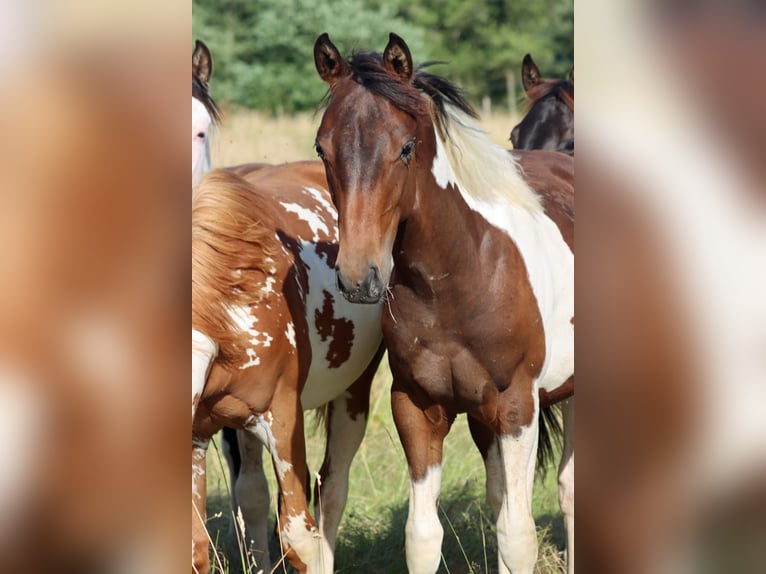 American Paint Horse Ogier 1 Rok 152 cm Tobiano wszelkich maści in Hellenthal