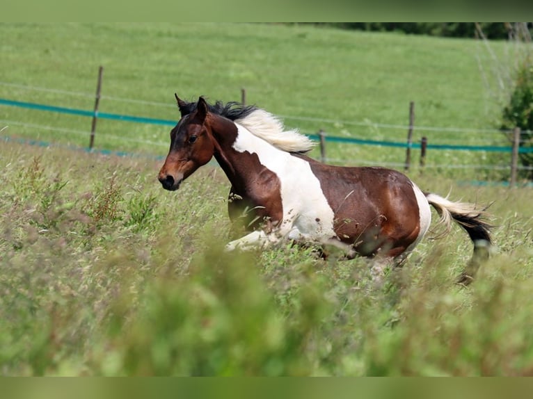 American Paint Horse Ogier 1 Rok 152 cm Tobiano wszelkich maści in Hellenthal