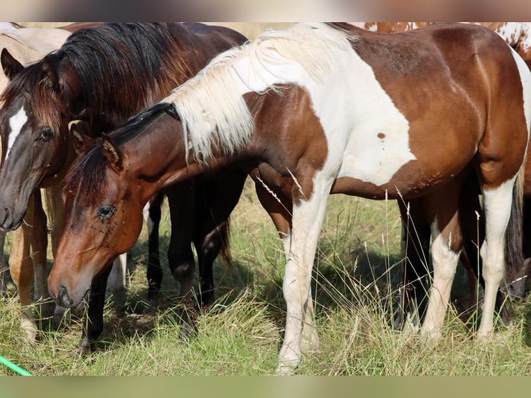 American Paint Horse Ogier 1 Rok 152 cm Tobiano wszelkich maści in Hellenthal