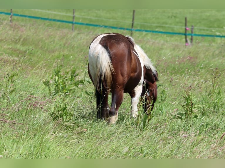 American Paint Horse Ogier 1 Rok 152 cm Tobiano wszelkich maści in Hellenthal
