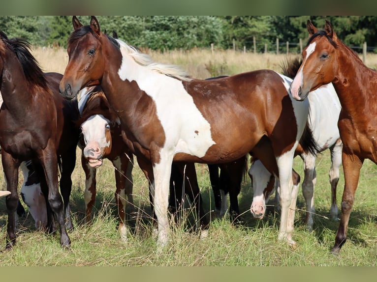 American Paint Horse Ogier 1 Rok 152 cm Tobiano wszelkich maści in Hellenthal