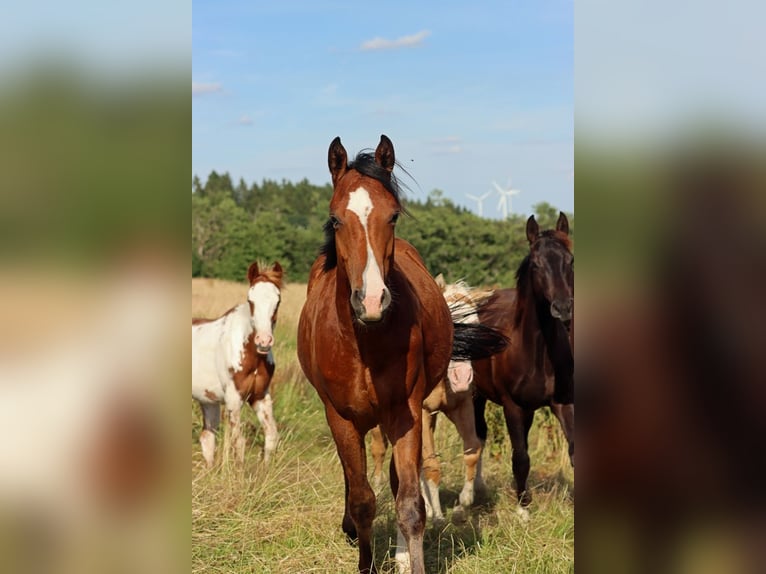 American Paint Horse Ogier 1 Rok 153 cm Gniada in Hellenthal