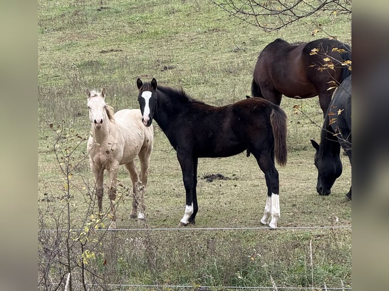 American Paint Horse Ogier 1 Rok 153 cm Kara in Slovakia