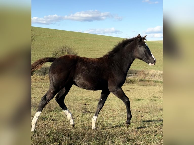 American Paint Horse Ogier 1 Rok 153 cm Kara in Slovakia