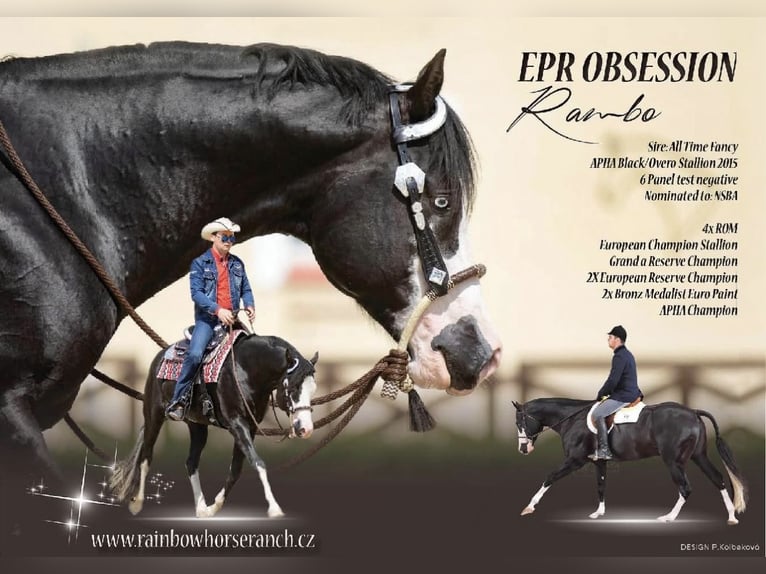 American Paint Horse Ogier 1 Rok 153 cm Kara in Slovakia