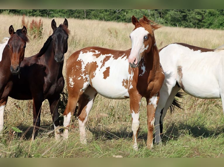 American Paint Horse Ogier 1 Rok 153 cm Overo wszelkich maści in Hellenthal