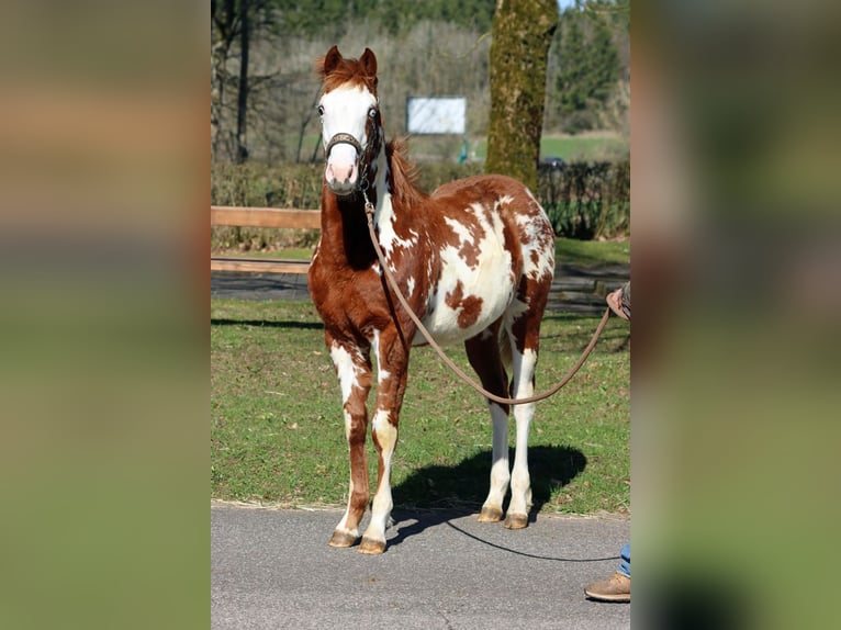 American Paint Horse Ogier 1 Rok 153 cm Overo wszelkich maści in Hellenthal
