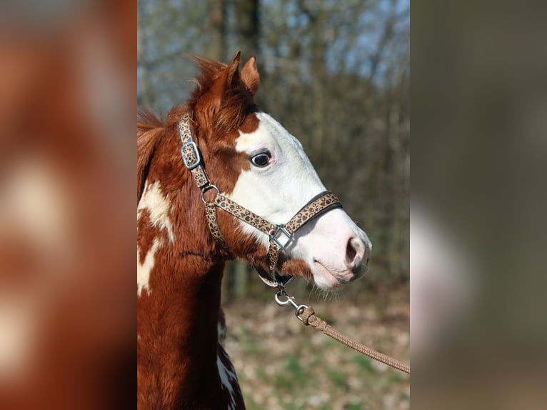 American Paint Horse Ogier 1 Rok 153 cm Overo wszelkich maści in Hellenthal