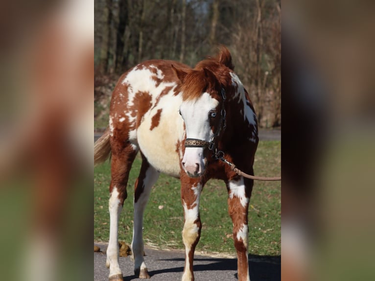 American Paint Horse Ogier 1 Rok 153 cm Overo wszelkich maści in Hellenthal