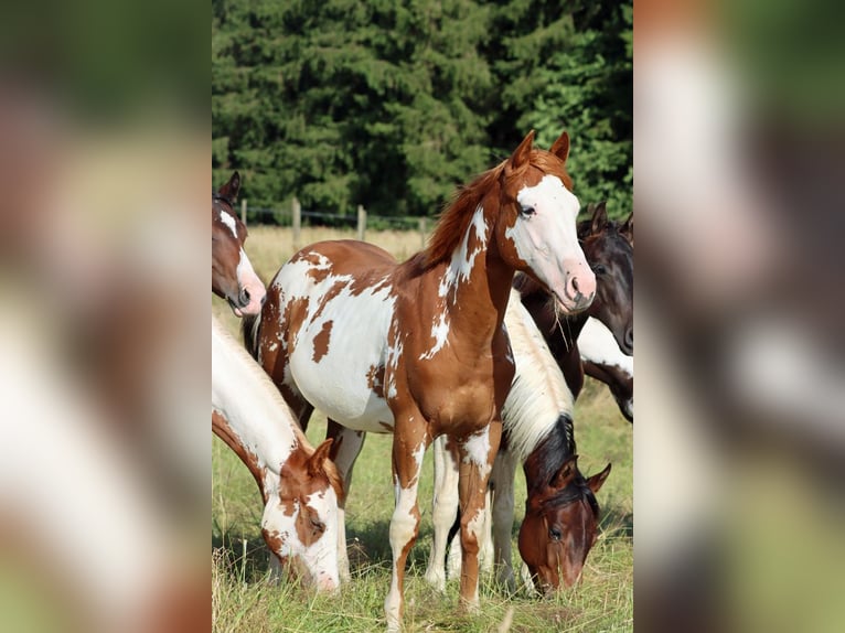 American Paint Horse Ogier 1 Rok 153 cm Overo wszelkich maści in Hellenthal