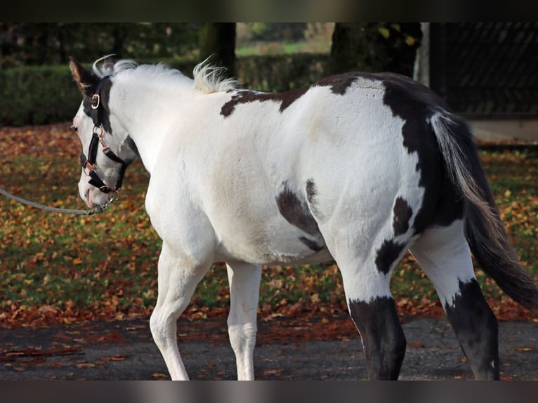 American Paint Horse Ogier 1 Rok 153 cm Overo wszelkich maści in Hellenthal