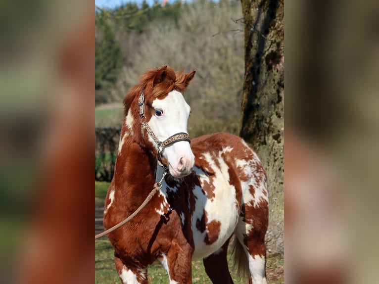 American Paint Horse Ogier 1 Rok 153 cm Overo wszelkich maści in Hellenthal