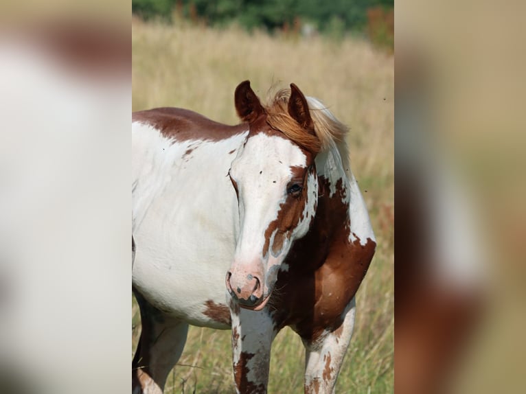 American Paint Horse Ogier 1 Rok 153 cm Overo wszelkich maści in Hellenthal