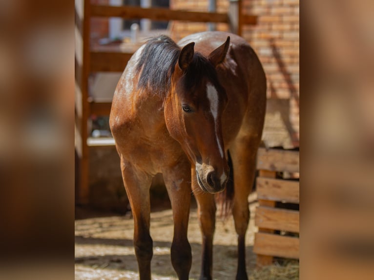 American Paint Horse Ogier 1 Rok 154 cm Gniadodereszowata in Duingen