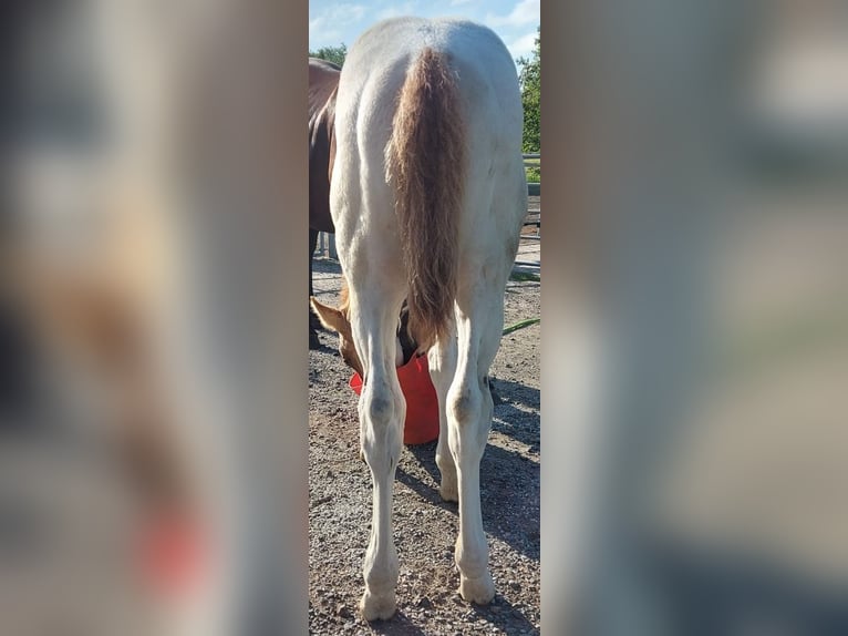 American Paint Horse Ogier 1 Rok 154 cm Tobiano wszelkich maści in Meyenburg