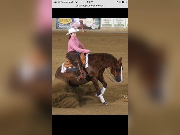 American Paint Horse Ogier 1 Rok 155 cm Ciemnokasztanowata in Landau