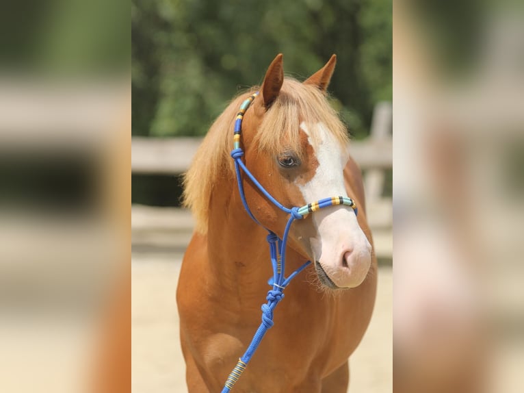 American Paint Horse Ogier 1 Rok 155 cm Kasztanowata in Taufkirchen (Vils)