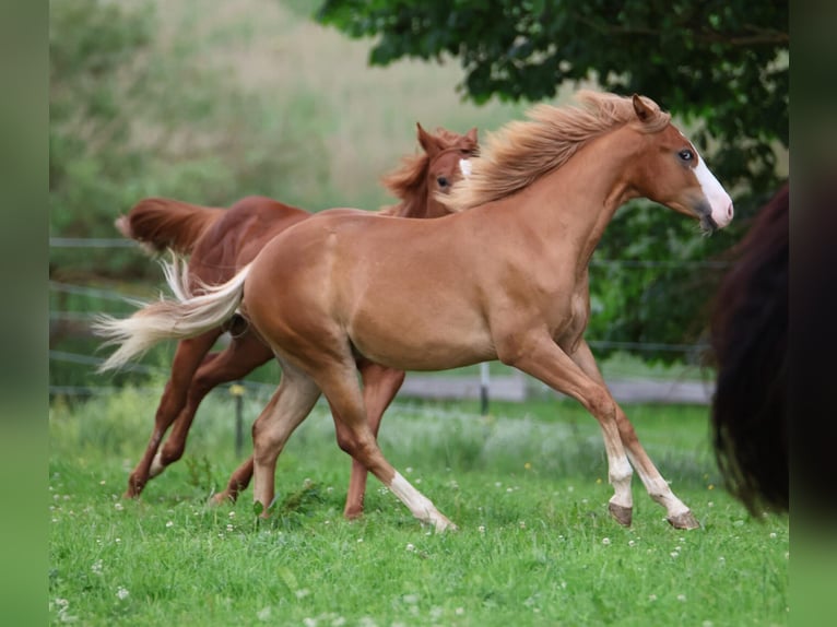 American Paint Horse Ogier 1 Rok 155 cm Kasztanowata in Taufkirchen (Vils)