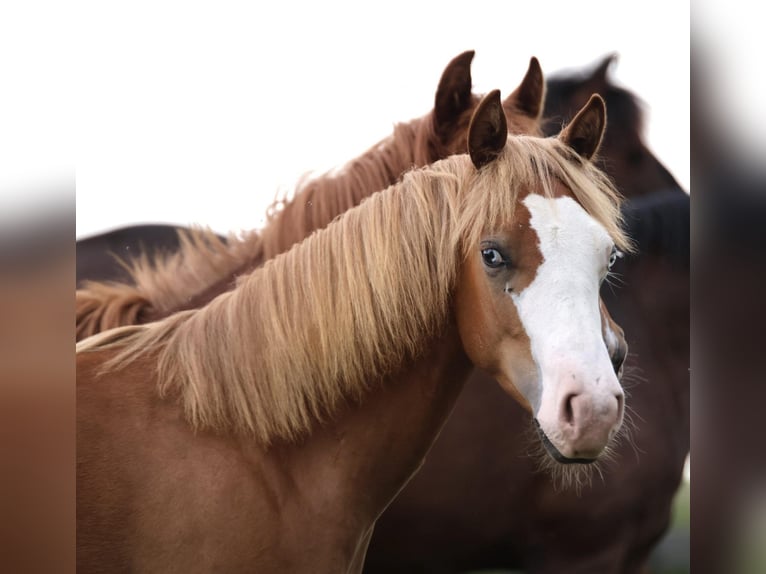 American Paint Horse Ogier 1 Rok 155 cm Kasztanowata in Taufkirchen (Vils)