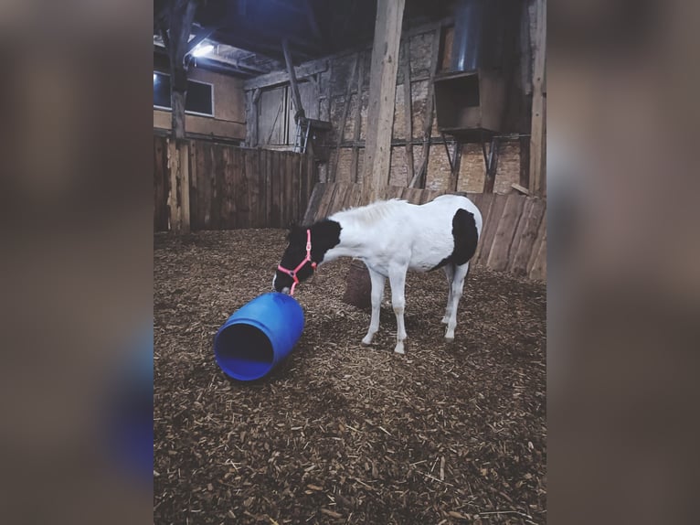 American Paint Horse Ogier 1 Rok 155 cm Tobiano wszelkich maści in FritzlarFritzlar