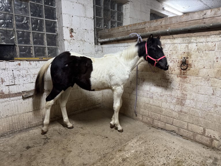 American Paint Horse Ogier 1 Rok 155 cm Tobiano wszelkich maści in FritzlarFritzlar