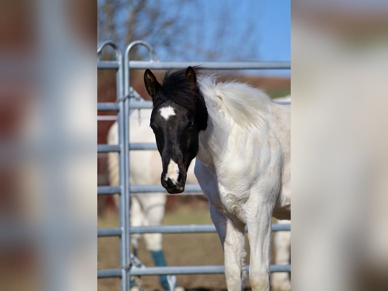 American Paint Horse Ogier 1 Rok 155 cm Tobiano wszelkich maści in FritzlarFritzlar
