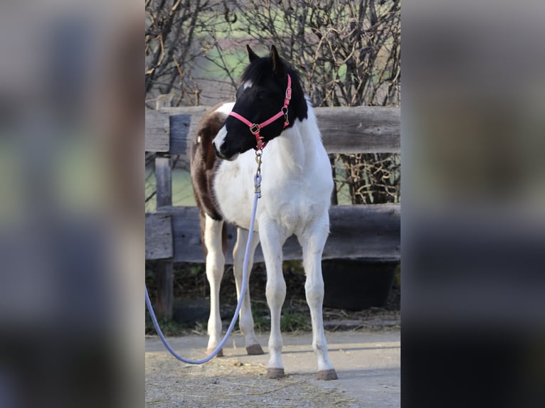 American Paint Horse Ogier 1 Rok 155 cm Tobiano wszelkich maści in FritzlarFritzlar