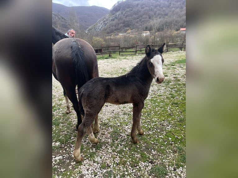 American Paint Horse Ogier 1 Rok 156 cm Overo wszelkich maści in Opi