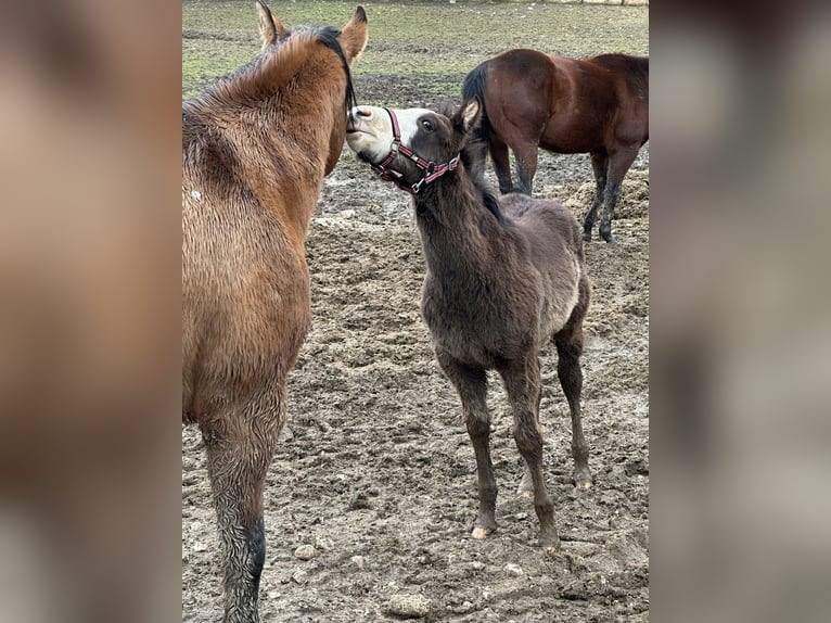 American Paint Horse Ogier 1 Rok 156 cm Overo wszelkich maści in Opi