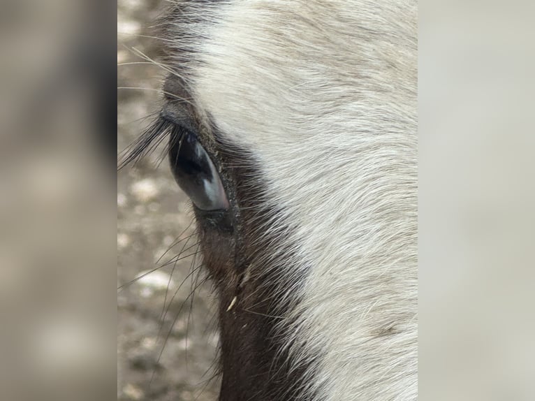 American Paint Horse Ogier 1 Rok 156 cm Overo wszelkich maści in Opi