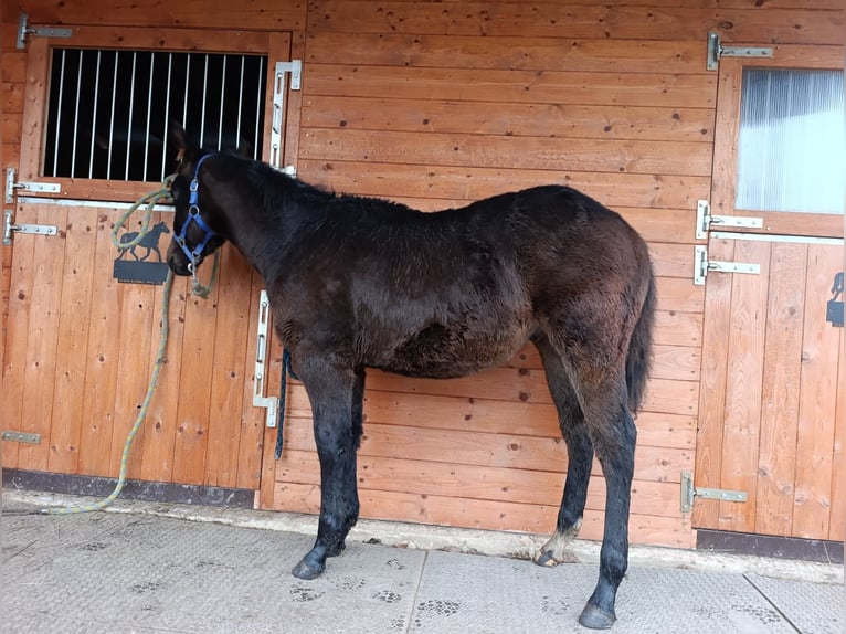 American Paint Horse Ogier 1 Rok 160 cm Gniada in Zakupy