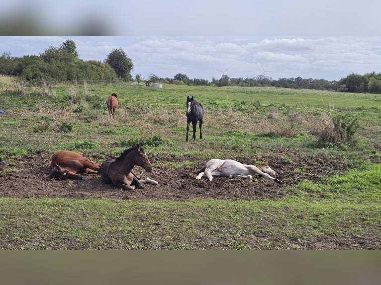 American Paint Horse Mix Ogier 1 Rok  in Gramzow