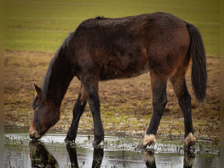 American Paint Horse Mix Ogier 1 Rok  in Gramzow