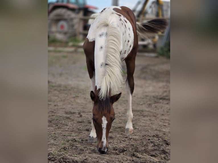 American Paint Horse Ogier 1 Rok Srokata in VAUMAS