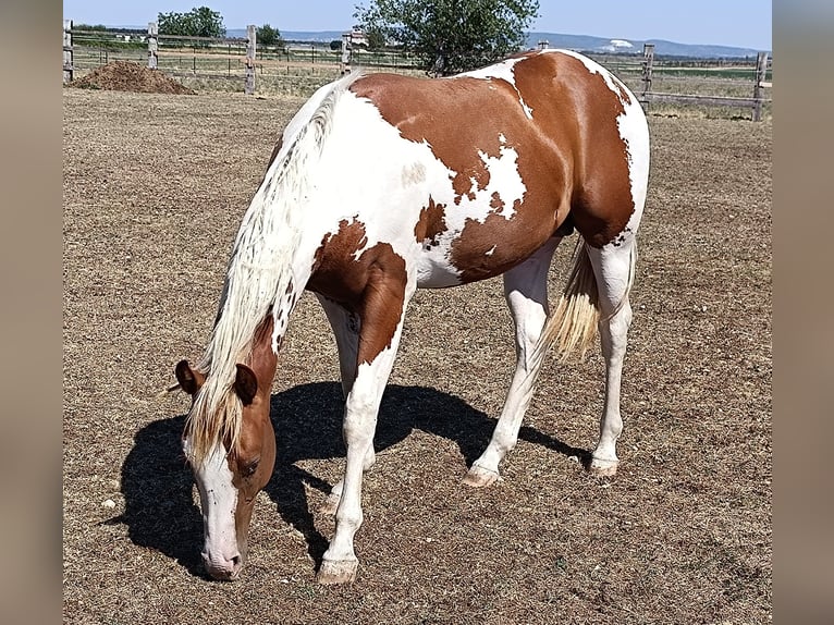 American Paint Horse Ogier 1 Rok Tobiano wszelkich maści in Theresienfeld