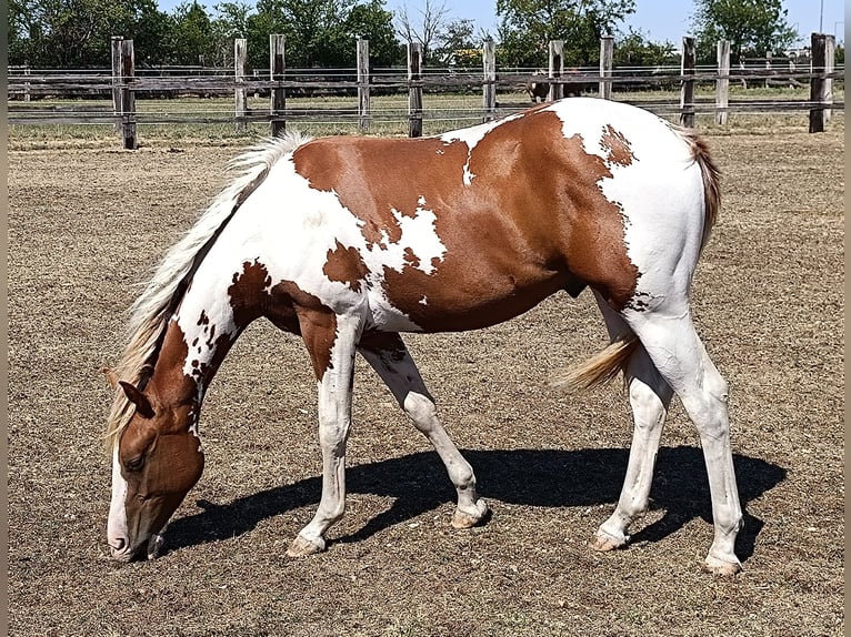 American Paint Horse Ogier 1 Rok Tobiano wszelkich maści in Theresienfeld