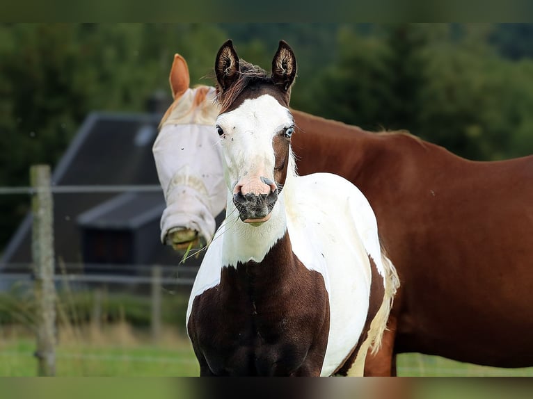 American Paint Horse Ogier 1 Rok Tovero wszelkich maści in Berga- Wünschendorf