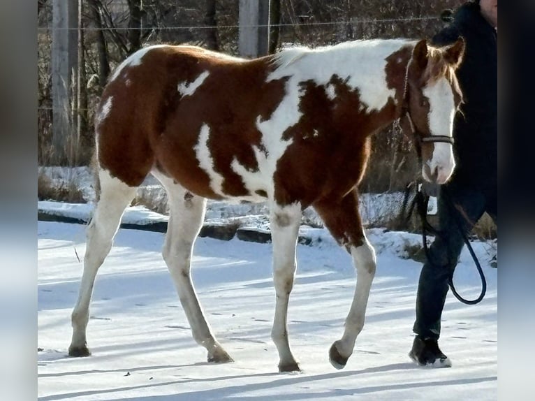 American Paint Horse Ogier 1 Rok Tovero wszelkich maści in Theresienfeld